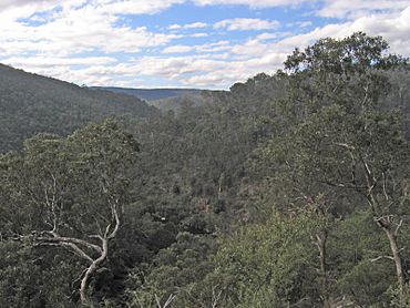 Mitchell-River-from-Bluff-Lookout.jpg