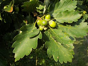 Quercus petraea 02