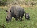 Uganda Murchison-Falls-Rhinos