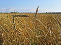 Wheat Tomsk