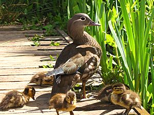 Aix galericulata -Richmond Park, London, England -mother and ducklings-8