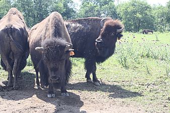 American bison at Lehigh Valley Zoo 01