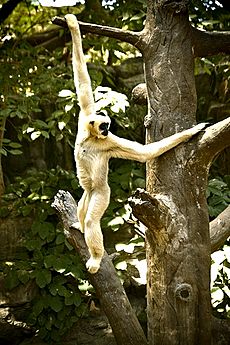 Brachiating Gibbon (Some rights reserved)