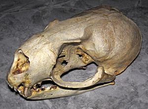 Callorhinus ursinus (northern fur seal) skull 5 (33777293428)