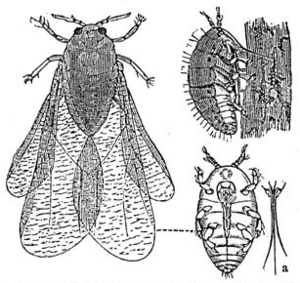 Dactylosphaera vitifolii 1 meyers 1888 v13 p621