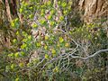 Euphorbia dendroides3-Corsica~2011 04 30