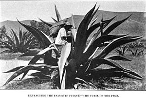 Extracción de Pulque México 1904