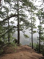 Pinus canariensis forest Caldera de Taburiente 3