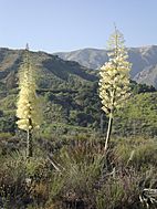 Yucca in Bloom at Big Tujunga Canyon in Sunland