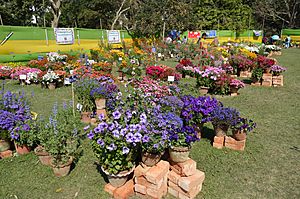 Annual Flower Show - Agri-Horticultural Society of India - Alipore - Kolkata 2013-02-10 4737