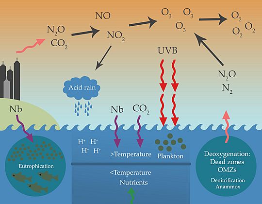 Anthropogenic effects on the marine nitrogen cycle