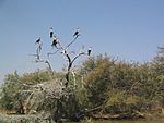 Cormorants on a tree without leaves above some water.