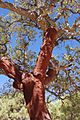 Denuded cork oak (2874384025)
