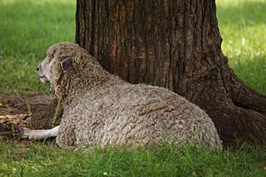 Leicester sheep, Virginia