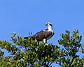 Osprey - Long Key State Park