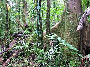 Rain Forest Daintree Australia
