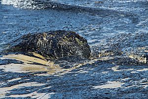 Refugio Oil Spill in Santa Barbara.jpg