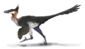 Saurornithoides restoration