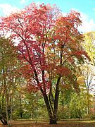 Sourwood Tree, Elizabeth Park, West Hartford, CT - October 31, 2010