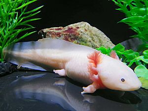 Axolotl in COEX Aquarium