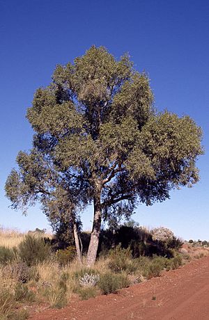 Eucalyptus chippendalei.jpg