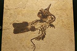 Fossil bird Field Museum