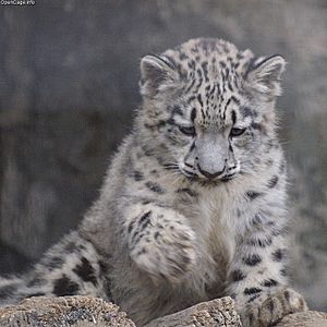 Gloomy snow leopard cub