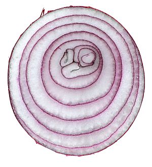 Red onion cross section 04