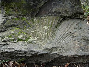 Sablaites campbelli fossils
