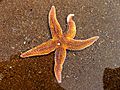 Starfish, Caswell Bay - geograph.org.uk - 409413