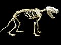 Tasmanian devil skeleton