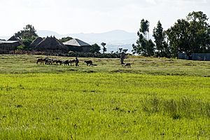 Teff Village Oromia Ethiopia Oct19 R16 02202