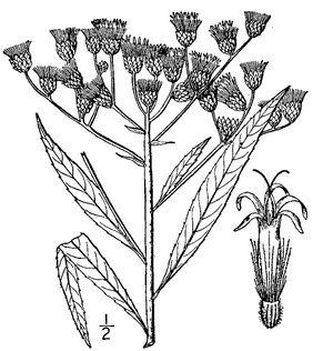 Vernonia gigantea.tif