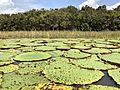 Victoria Amazonia Giant water lilies near Manaus, Brazil