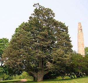 White Fir Tree in Walnut Hill Park, New Britain, CT - June 9, 2011