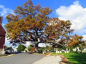 White Oak Tree Manchester, Maryland