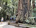 "The Giant" at Henry Cowell Redwoods State Park, CA - June 2022
