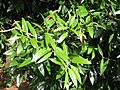 Agathis borneensis - feuilles