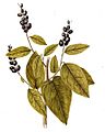 Coccoloba diversifolia - Jacquin