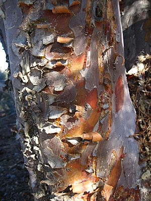 Cupressus forbesii bark