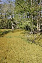 Curve of duckweed covered water edged with several bald cypress trees.JPG
