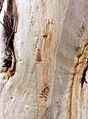 Eucalyptus racemosa - trunk bark