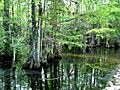 Everglades Park swamp