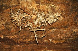 Helictites (Cave of the Winds, Manitou Springs, Colorado, USA) (8317600624)