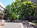 Kyoto University Campus