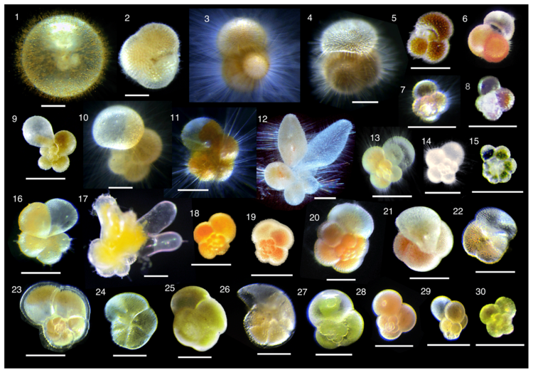 Living planktonic foraminifera