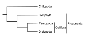 Myriapoda phylogeny