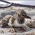 Oystercatcher Chicks and Egg (50252127477)