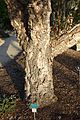 Quercus suber - San Luis Obispo Botanical Garden - DSC05998