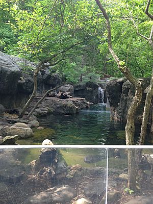 River Otter habitat at the Maryland Zoo